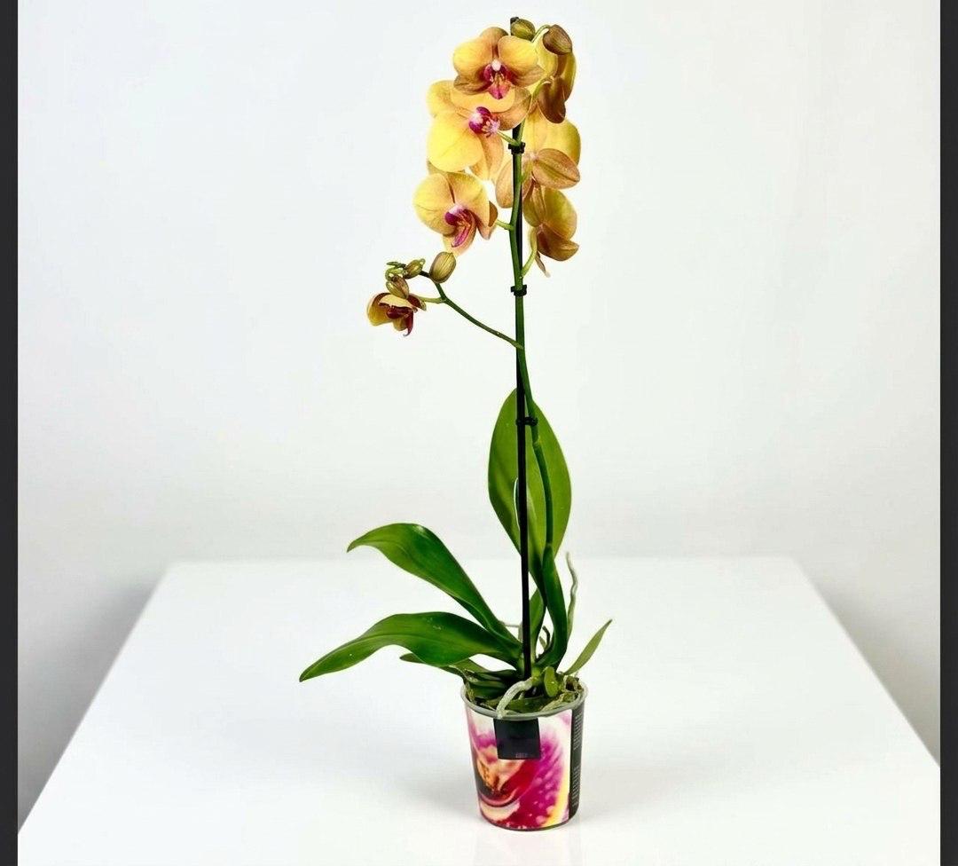 Цветок в горшке «Янтарный мед»